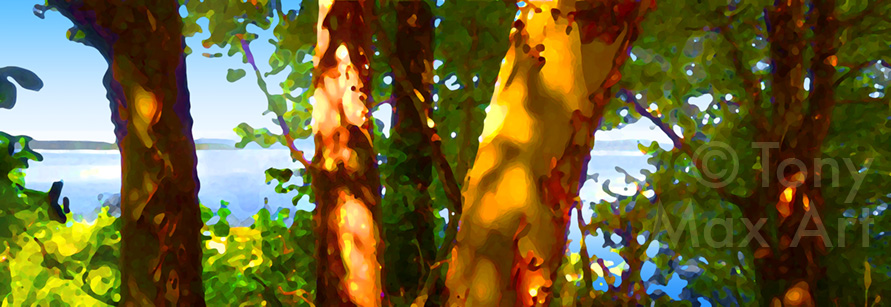 "Arbutus and Pacific"  - B.C. Gulf Islands art by artist Tony Max