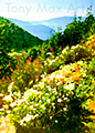 Howe Sound Crest Trail - BC painting by Tony Max