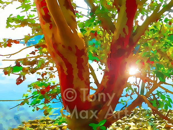 "Arbutus Glow" - fine art of arbutus trees and art of BC by Tony Max