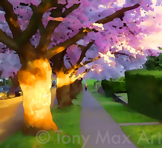 "Cherry Glow – Almost Square - Vancouver cherry trees art by artist Tony Max