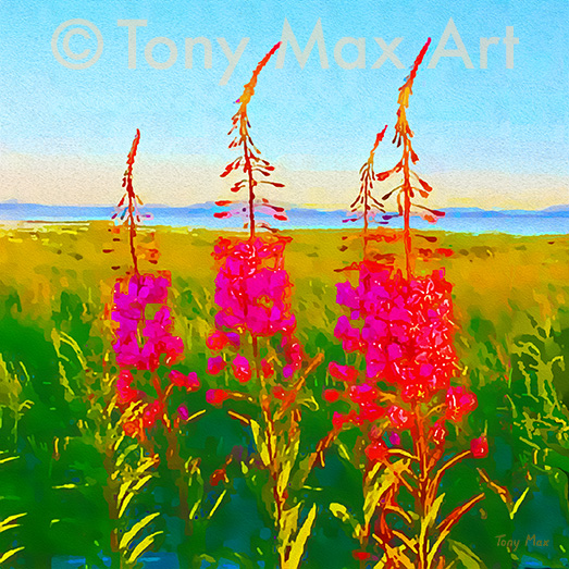 "Four Fireweeds Square" – fireweed art by artist Tony Max