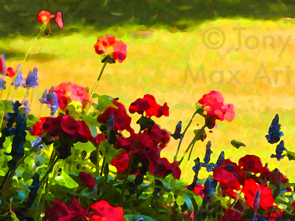 "Geraniums and Salvia" – Tony Max botanical art